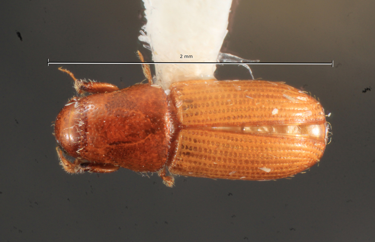 Genus / Species: Mecopelmus zeteki | Image Author: TH Atkinson | Location: Panamá, Panamá, Ft. Clayton, Albrook Forest | Collection: T.H. Atkinson, synoptic collection