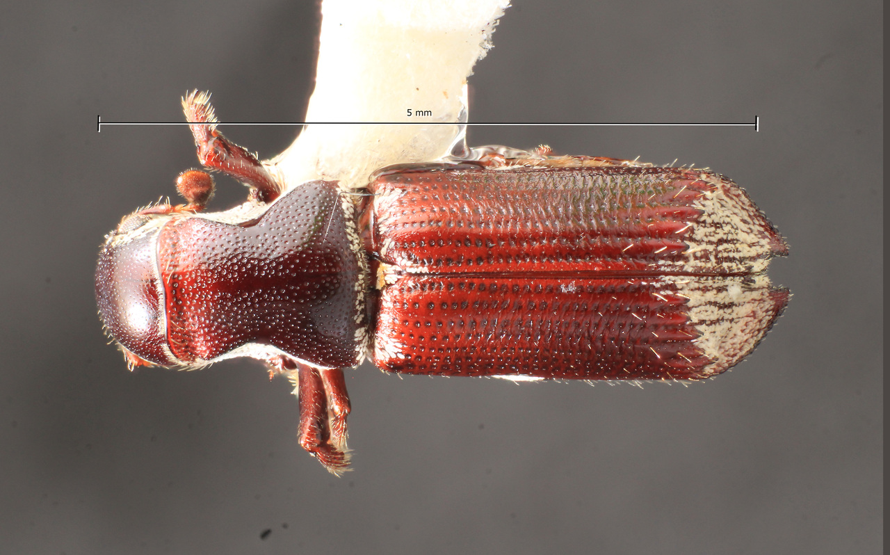 Genus / Species: Schedlarius mexicanus | Image Author: TH Atkinson | Location: México, Chiapas, Cima El Copal | Collection: Texas A&M University Insect Collection