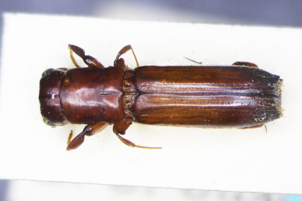 Genus / Species: Megaplatypus acutidens | Image Author: TH Atkinson | Location: Guatemala, Sacatepéquez, Capetillo | Collection: British Museum (Natural History)