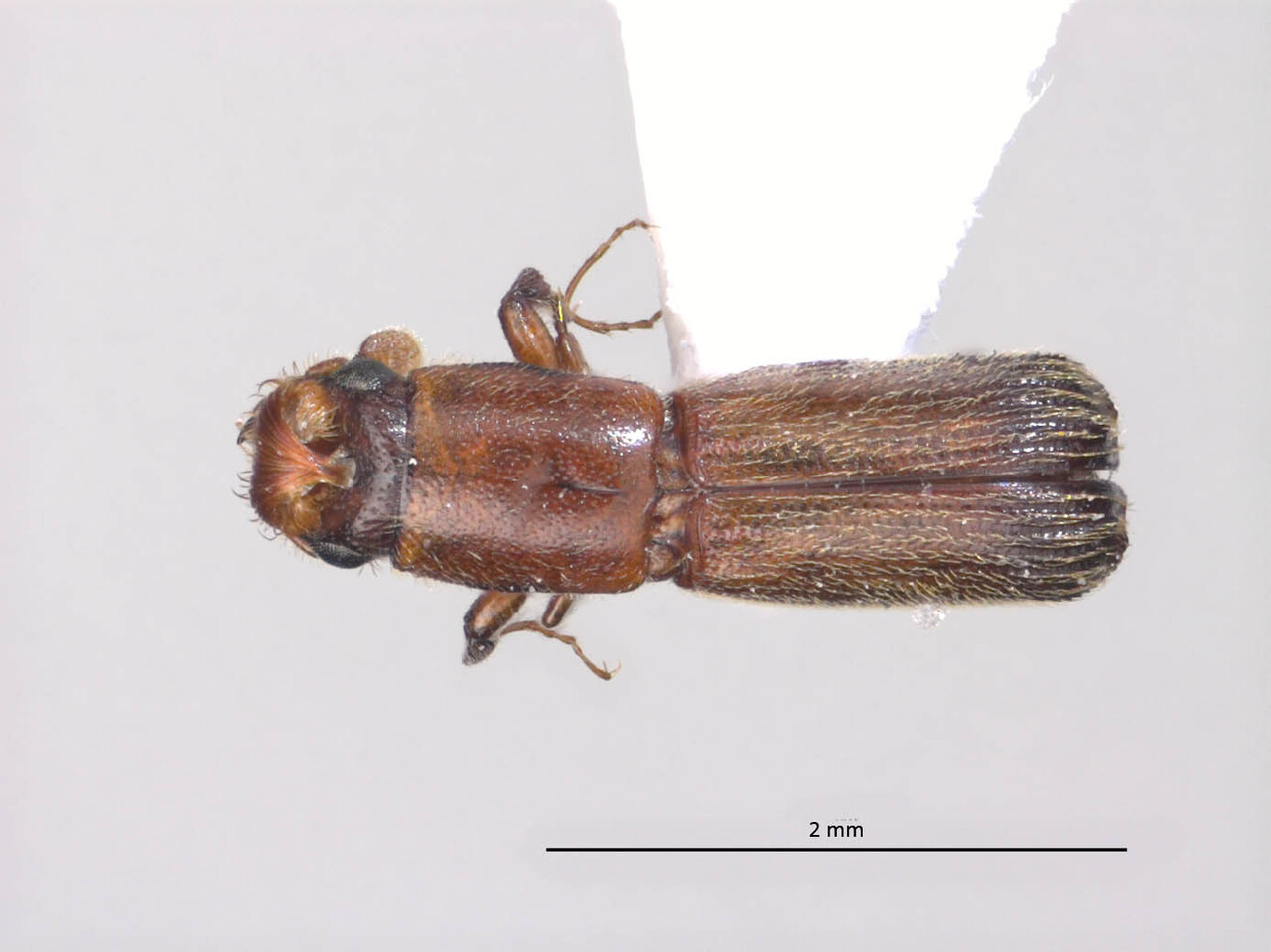 Genus / Species: Cenocephalus rugicollis | Image Author: LR Kirkendall | Location: Fr. Guiana, Nourages Saut-Pararé | Collection: British Museum (Natural History)