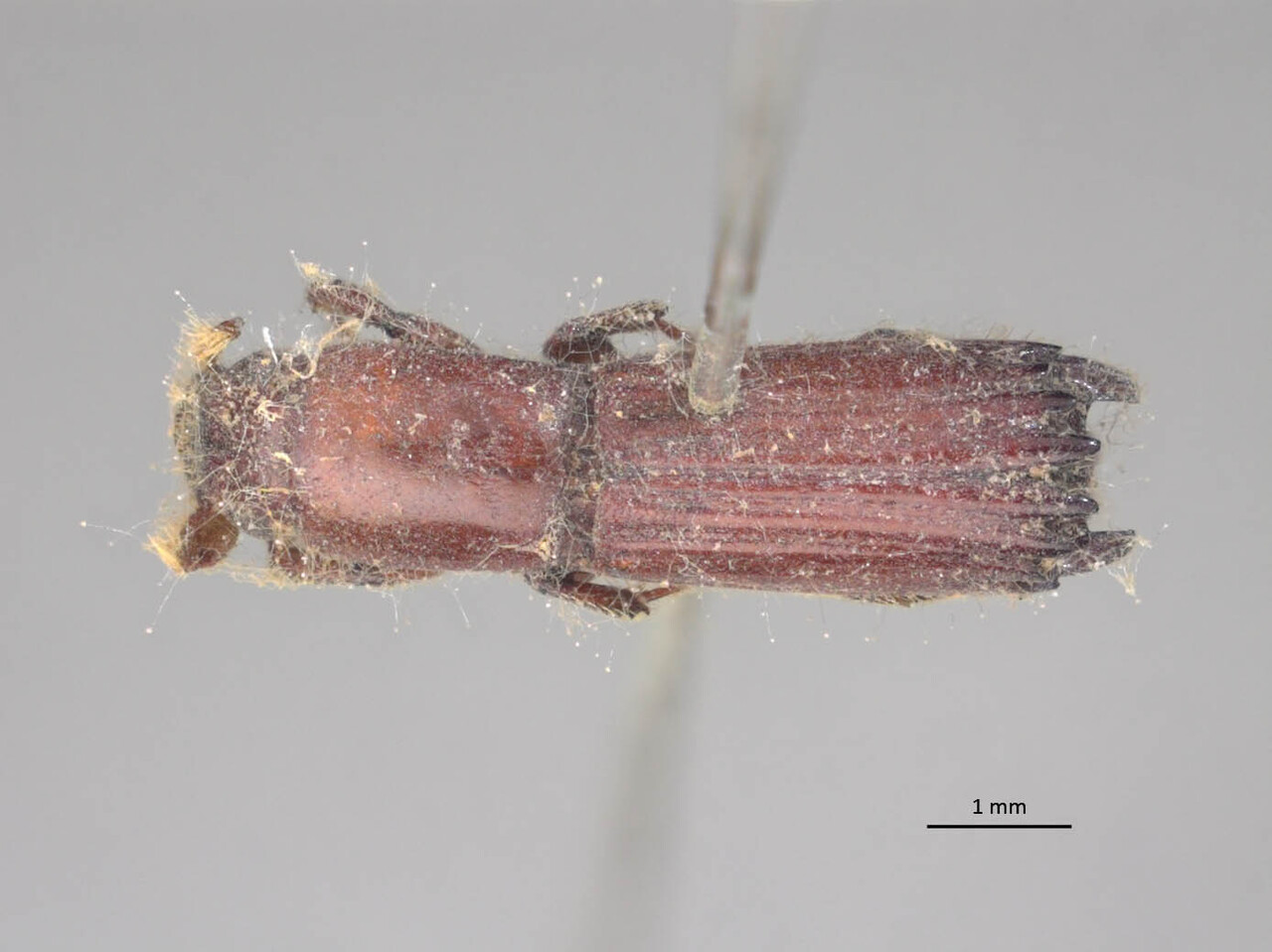 Genus / Species: Tesserocerus dewalquei | Image Author: LR Kirkendall | Location: México, unknown, Mexico (country / region) | Image Type: syntype | Collection: British Museum (Natural History)