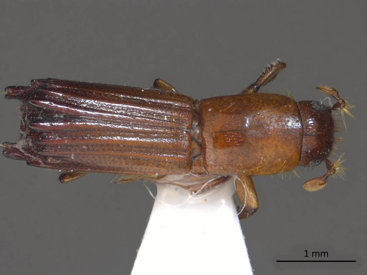 Genus / Species: Tesserocerus guerini | Image Author: LR Kirkendall | Location: Fr. Guiana, Cayenne, Reserve Tresor | Collection: British Museum (Natural History)