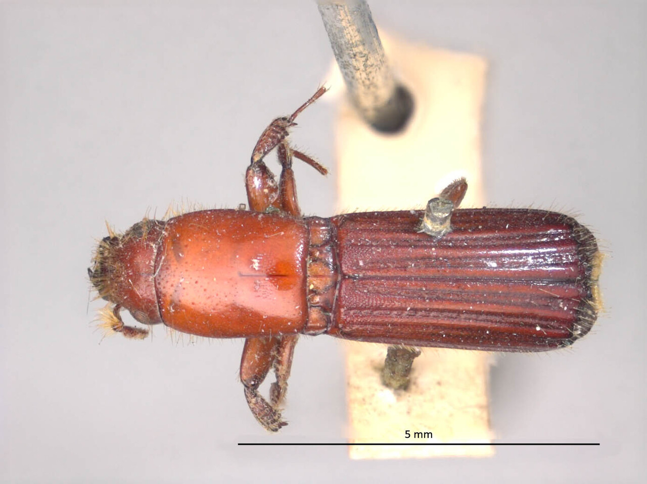 Genus / Species: Tesserocerus procer | Image Author: LR Kirkendall | Location: Fr. Guiana, unknown, Fr. Guiana (country / region) | Image Type: syntype | Collection: British Museum (Natural History)