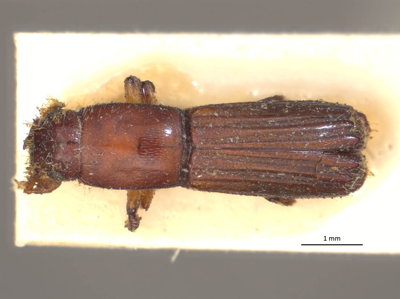 Genus / Species: Tesserocerus rudis | Image Author: LR Kirkendall | Location: Venezuela, D.C., Caracas | Image Type: syntype | Collection: British Museum (Natural History)