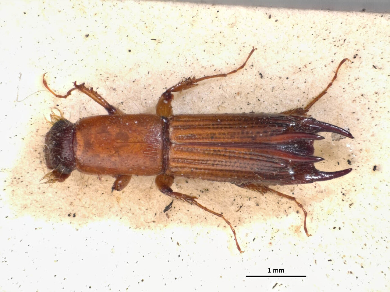Genus / Species: Tesserocerus spinax | Image Author: LR Kirkendall | Location: Nicaragua, Chontales, Chontales | Image Type: syntype | Collection: British Museum (Natural History)