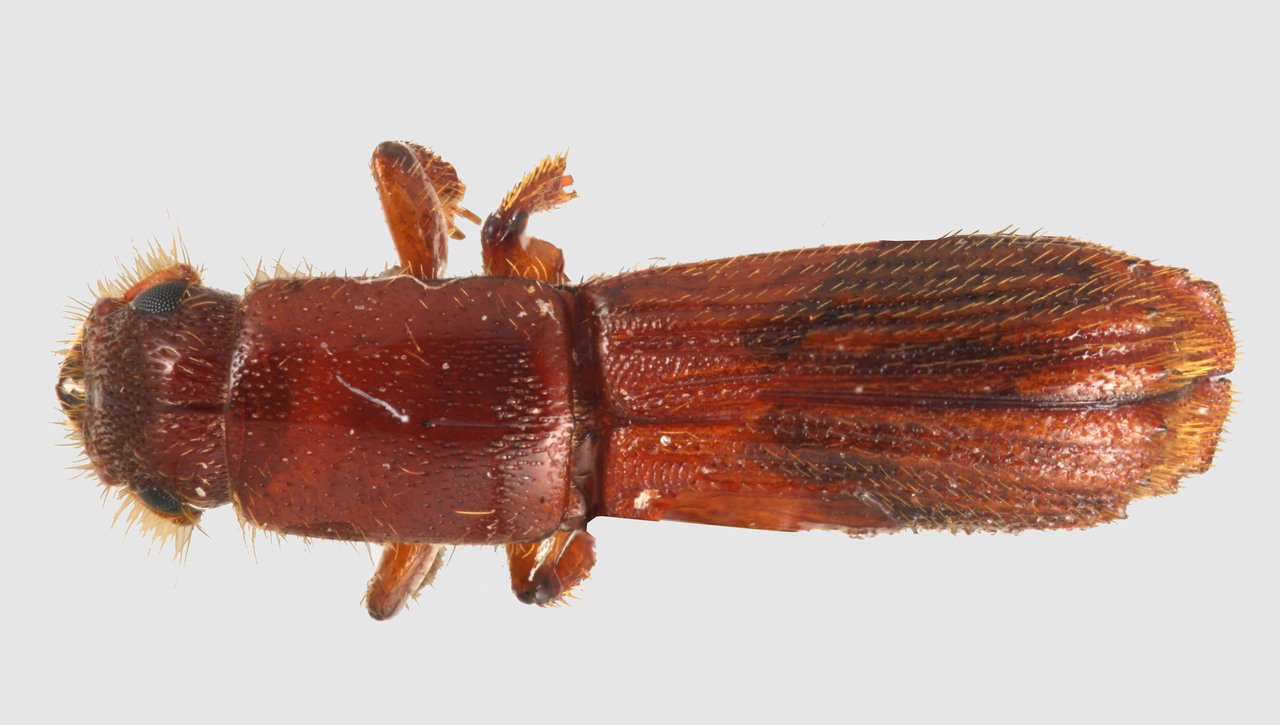 Genus / Species: Tesserocerus schmutzenhoferi | Image Author: TH Atkinson | Location: México, Hidalgo, Tlanchinol, 3 mi N, Hwy. 105 | Collection: Florida State Collection of Arthropods
