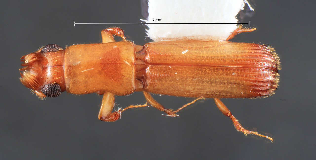 Genus / Species: Cenocephalus lalolaensis | Image Author: TH Atkinson | Location: Panamá, Panamá, El Llano-Cartí Rd., Buryabar Lodge | Collection: Texas A&M University Insect Collection