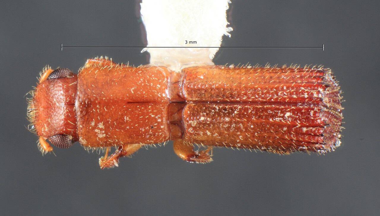 Genus / Species: Cenocephalus minor | Image Author: TH Atkinson | Location: Fr. Guiana, Cayenne, Montagne de Singes, nr Kourou | Collection: Louisiana State Arthropod Museum