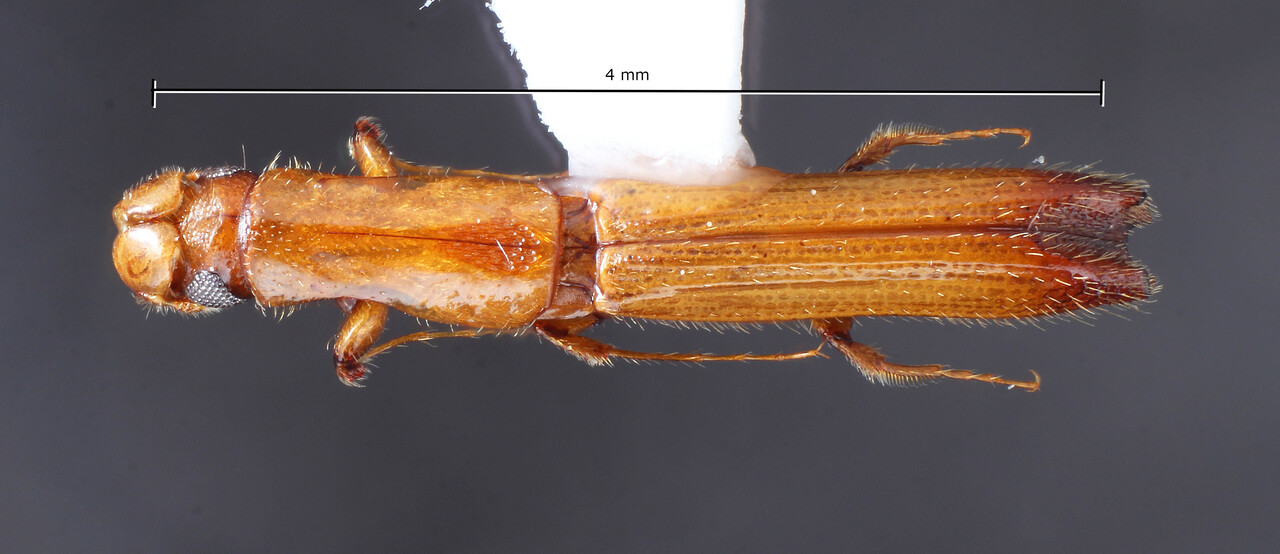 Genus / Species: Tesserocranulus nevermanni | Image Author: TH Atkinson | Location: Fr. Guiana, Cayenne, Roura, 30 km SE, Amazon Nature Lodge on Kaw Rd. | Collection: University of Texas Insect Collection