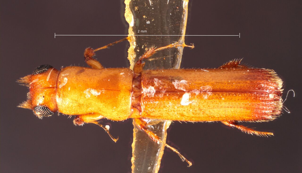 Genus / Species: Cenocephalus flexibilis | Image Author: TH Atkinson | Location: Suriname, Para, Zanderij | Collection: Naturhistorisches Museum Wien