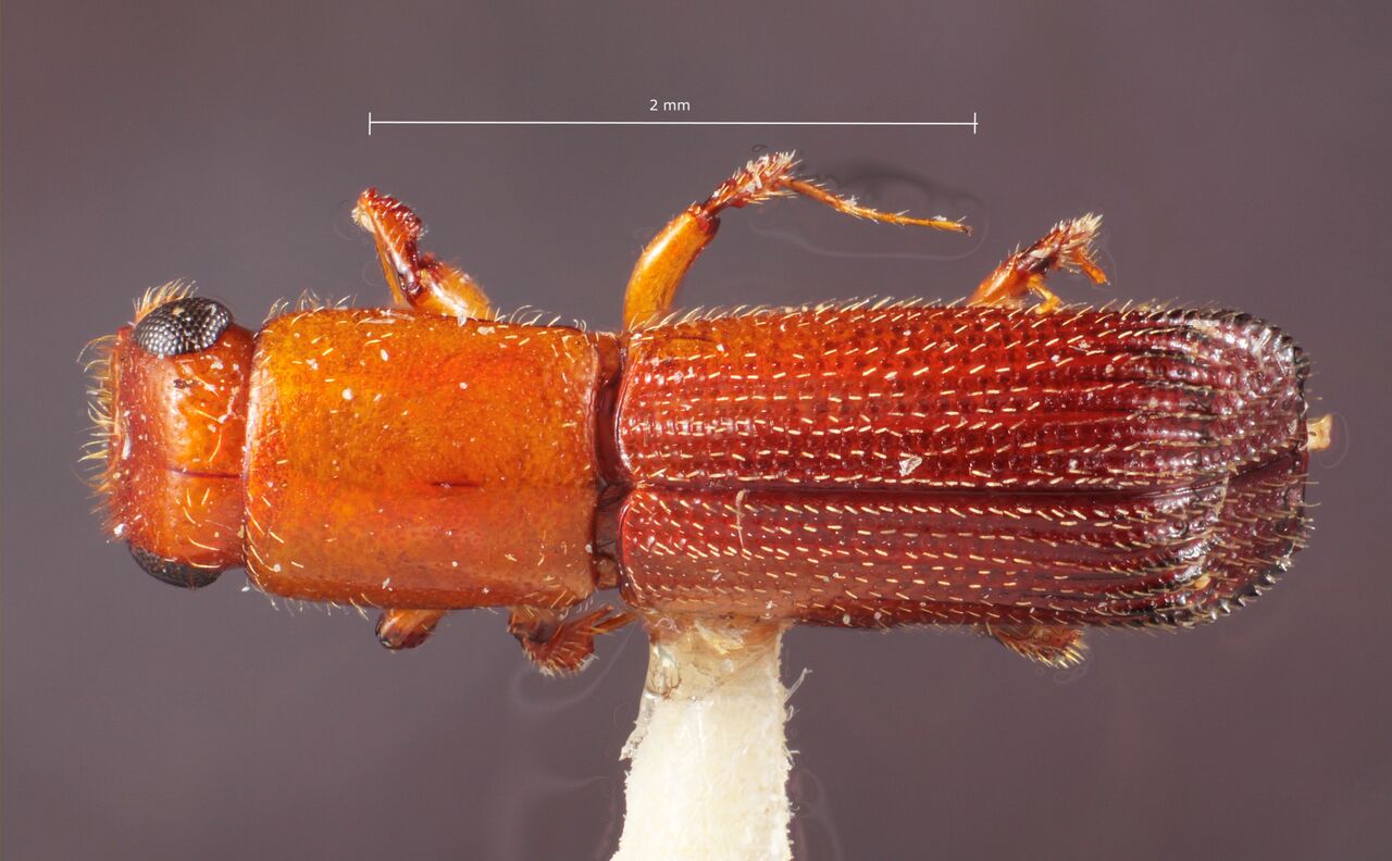 Genus / Species: Cenocephalus pulchellus | Image Author: TH Atkinson | Location: Brazil, Mato Grosso, Sinop | Collection: Canadian National Collection of Insects, Arachnids and Nematodes