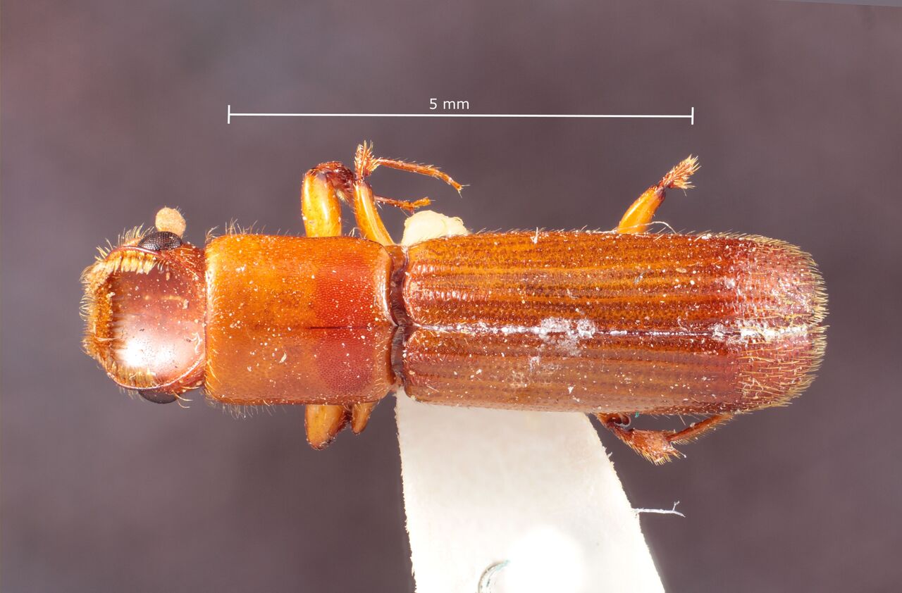 Genus / Species: Cenocephalus robustus | Image Author: TH Atkinson | Location: Bolivia, Cochabamba, Cochabamba (departamento) | Image Type: holotype | Collection: Museum National d'Histoire Naturelle