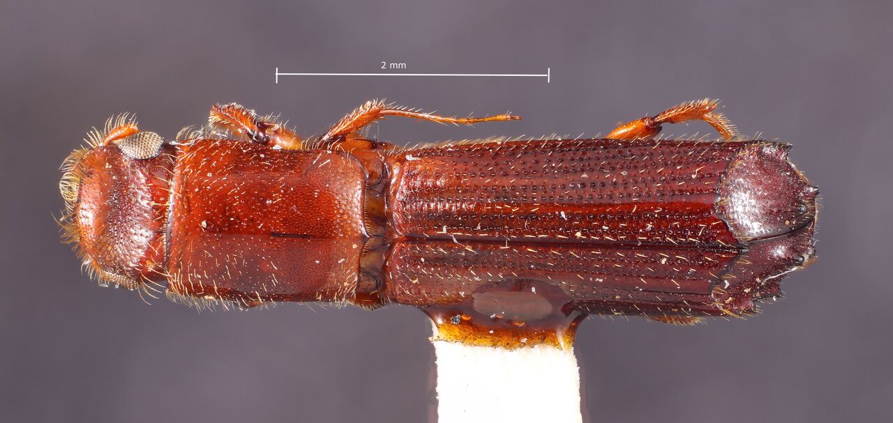Genus / Species: Cenocephalus thoracicus | Image Author: TH Atkinson | Location: Brazil, Santa Catarina, Nova Teutonia | Collection: Canadian National Collection of Insects, Arachnids and Nematodes