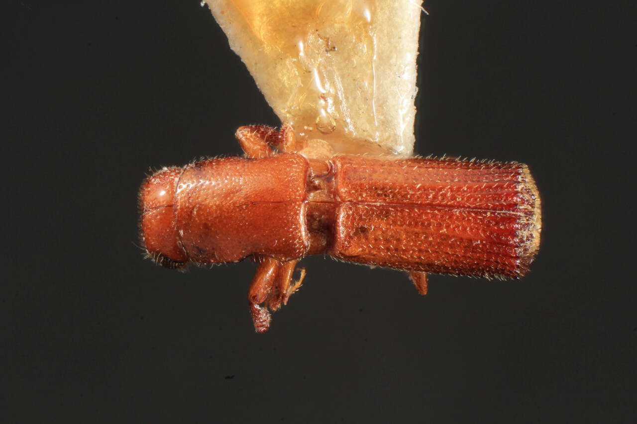 Genus / Species: Platypus neotruncatus | Image Author: TH Atkinson | Location: Brazil, Mato Grosso, Xingu | Image Type: holotype | Collection: Museo de Zoologia