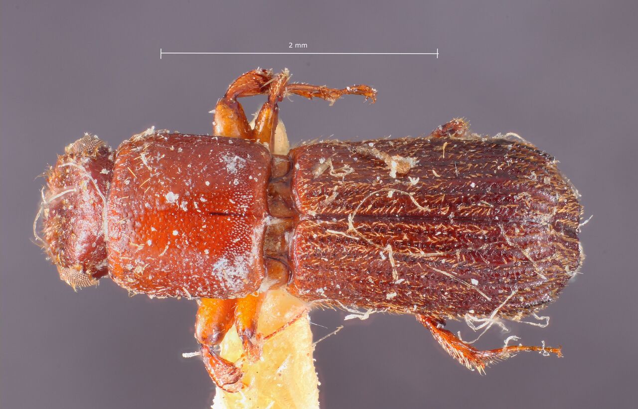 Genus / Species: Cenocephalus pusillus | Image Author: TH Atkinson | Location: Fr. Guiana, St. Laurent du Maroni, St. Jean de Maroni | Image Type: paratype | Collection: Naturhistorisches Museum Wien