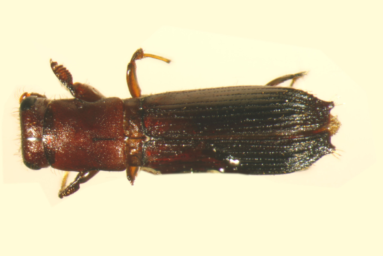 Genus / Species: Euplatypus longior | Image Author: TH Atkinson | Location: México, México, Mexicapa | Collection: University of Texas Insect Collection