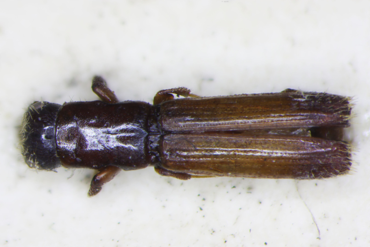 Genus / Species: Myoplatypus biprorus | Image Author: TH Atkinson | Location: Guatemala, El Quiché, Quiche Mtns. | Collection: British Museum (Natural History)