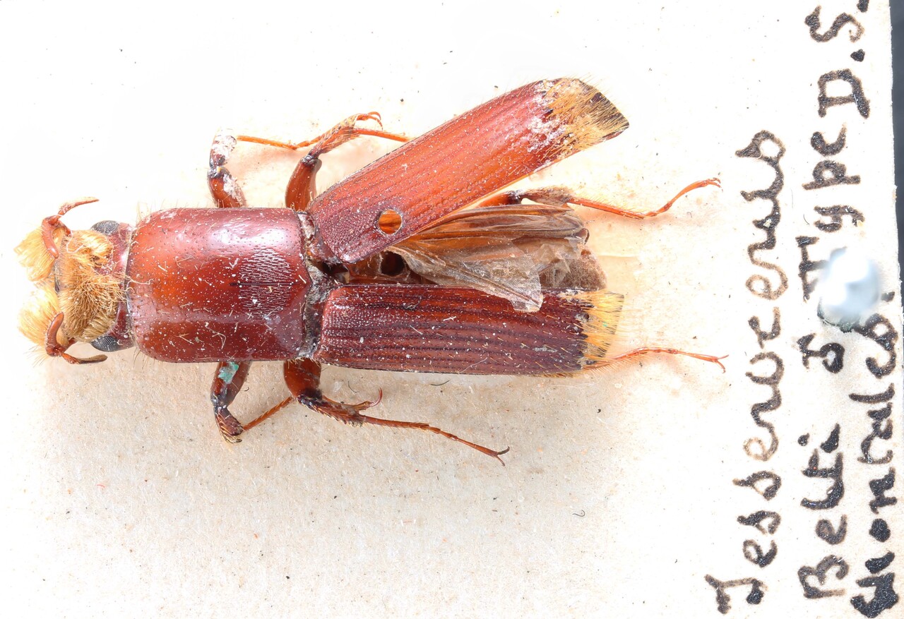 Genus / Species: Tesserocerus belti | Image Author: TH Atkinson | Location: Nicaragua, Chontales, Chontales | Image Type: syntype | Collection: British Museum (Natural History)