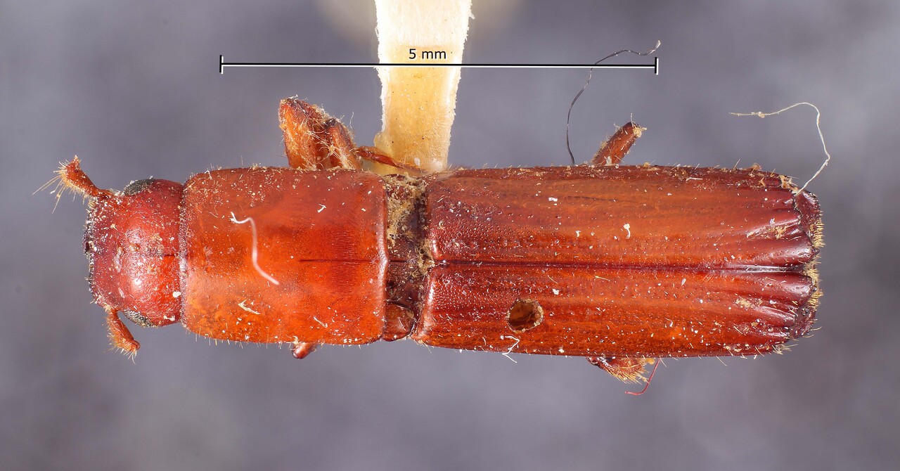 Genus / Species: Tesserocerus chapuisi | Image Author: TH Atkinson | Location: Brazil, Santa Catarina, Lages | Collection: Museum für Naturkunde