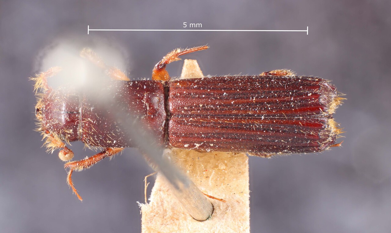 Genus / Species: Tesserocerus elegans | Image Author: TH Atkinson | Location: Colombia, unknown, Colombia (country / region) | Image Type: syntype | Collection: Institut Zoologii