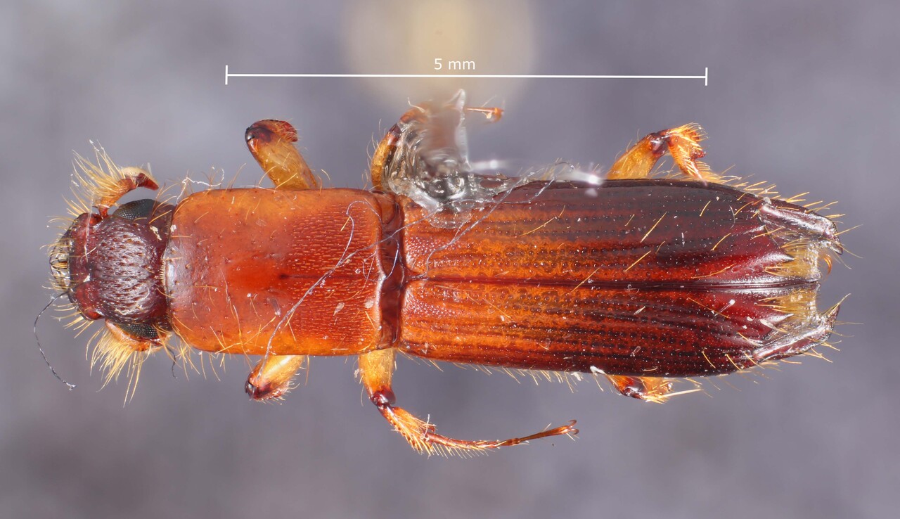 Genus / Species: Tesserocerus forceps | Image Author: TH Atkinson | Location: Costa Rica, Guanacaste, Río Naranjo, 3 km S | Collection: default value if not specified / valor si no está especificado