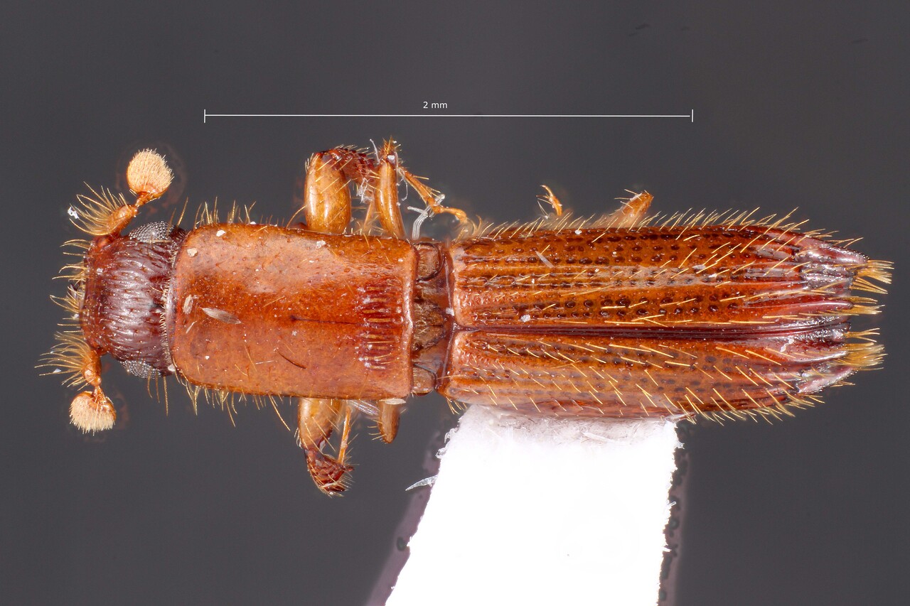 Genus / Species: Tesserocerus forcipatus | Image Author: TH Atkinson | Location: Perú, Madre de Dios, Puerto Maldonado | Collection: L.R. Kirkendall Collection