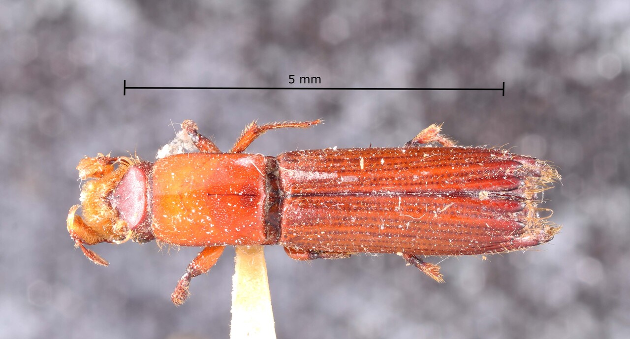 Genus / Species: Tesserocerus fronteproductus | Image Author: TH Atkinson | Location: Brazil, unknown, Brazil (country / region) | Image Type: holotype | Collection: Naturhistorisches Museum Wien