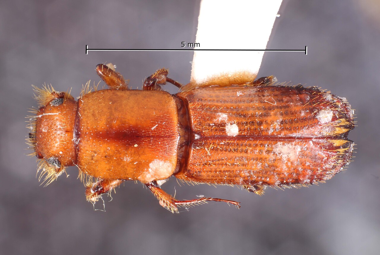 Genus / Species: Tesserocerus inermis | Image Author: TH Atkinson | Location: Colombia, Putomayo, Santa Rosa | Collection: Canadian National Collection of Insects, Arachnids and Nematodes