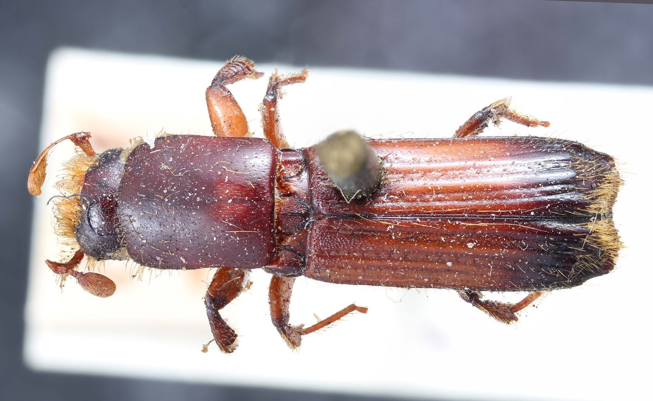 Genus / Species: Tesserocerus insignis | Image Author: TH Atkinson | Location: Uruguay, Montevideo, Montevideo | Image Type: holotype | Collection: British Museum (Natural History)