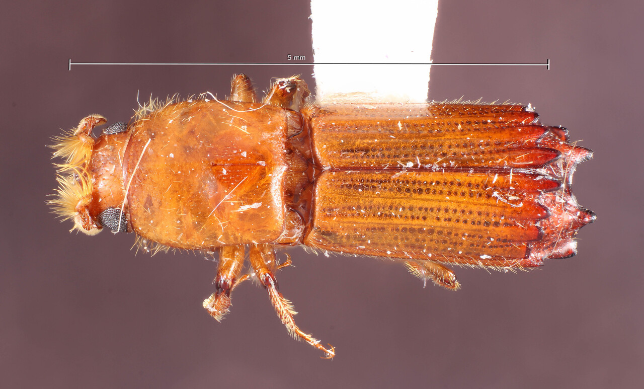 Genus / Species: Tesserocerus quadridens | Image Author: TH Atkinson | Location: Brazil, Amazonas, Reserva Ducke | Collection: Canadian National Collection of Insects, Arachnids and Nematodes