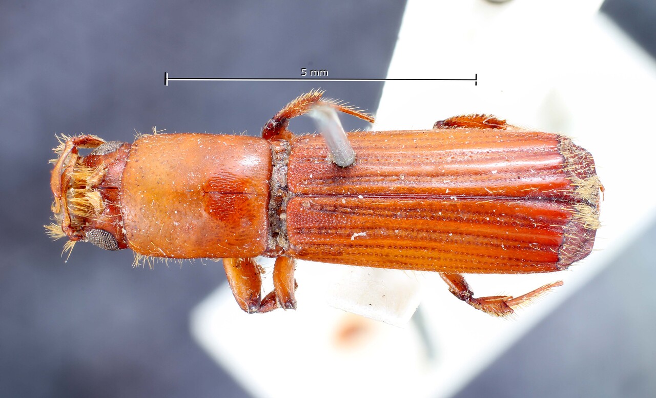Genus / Species: Tesserocerus spinolae | Image Author: TH Atkinson | Location: México, unknown, Mexico (country / region) | Image Type: syntype | Collection: British Museum (Natural History)