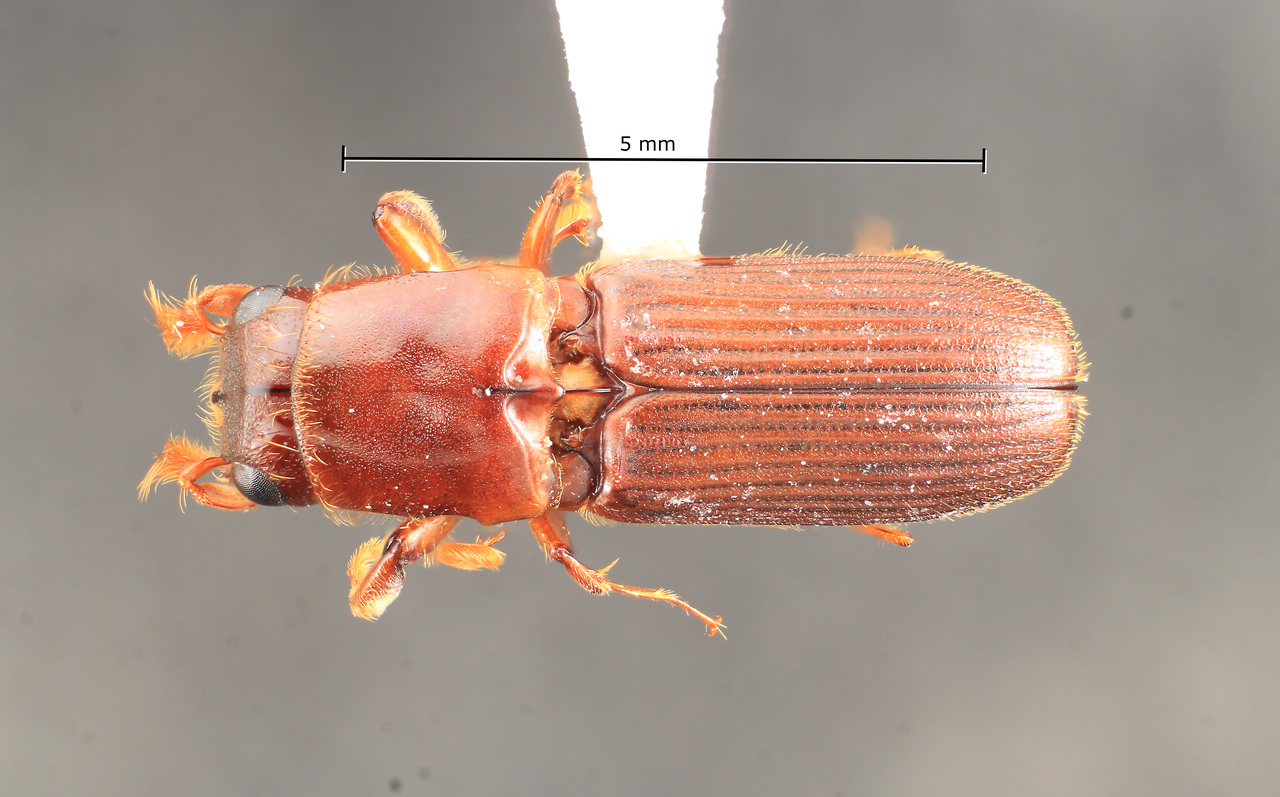 Genus / Species: Megaplatypus bicornis | Image Author: TH Atkinson | Location: Fr. Guiana, Roura, 8.4 km, SSE | Collection: Zoology Collections
