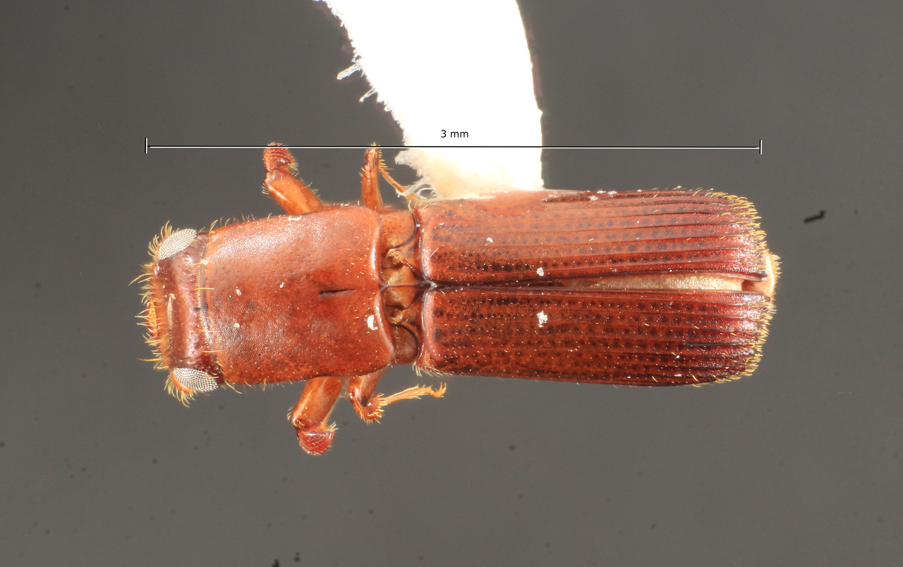 Genus / Species: Costaroplatus clunalis | Image Author: TH Atkinson | Location: Panamá, Chiriquí, Finca la Suiza, 1 km SE Hornito | Collection: Zoology Collections