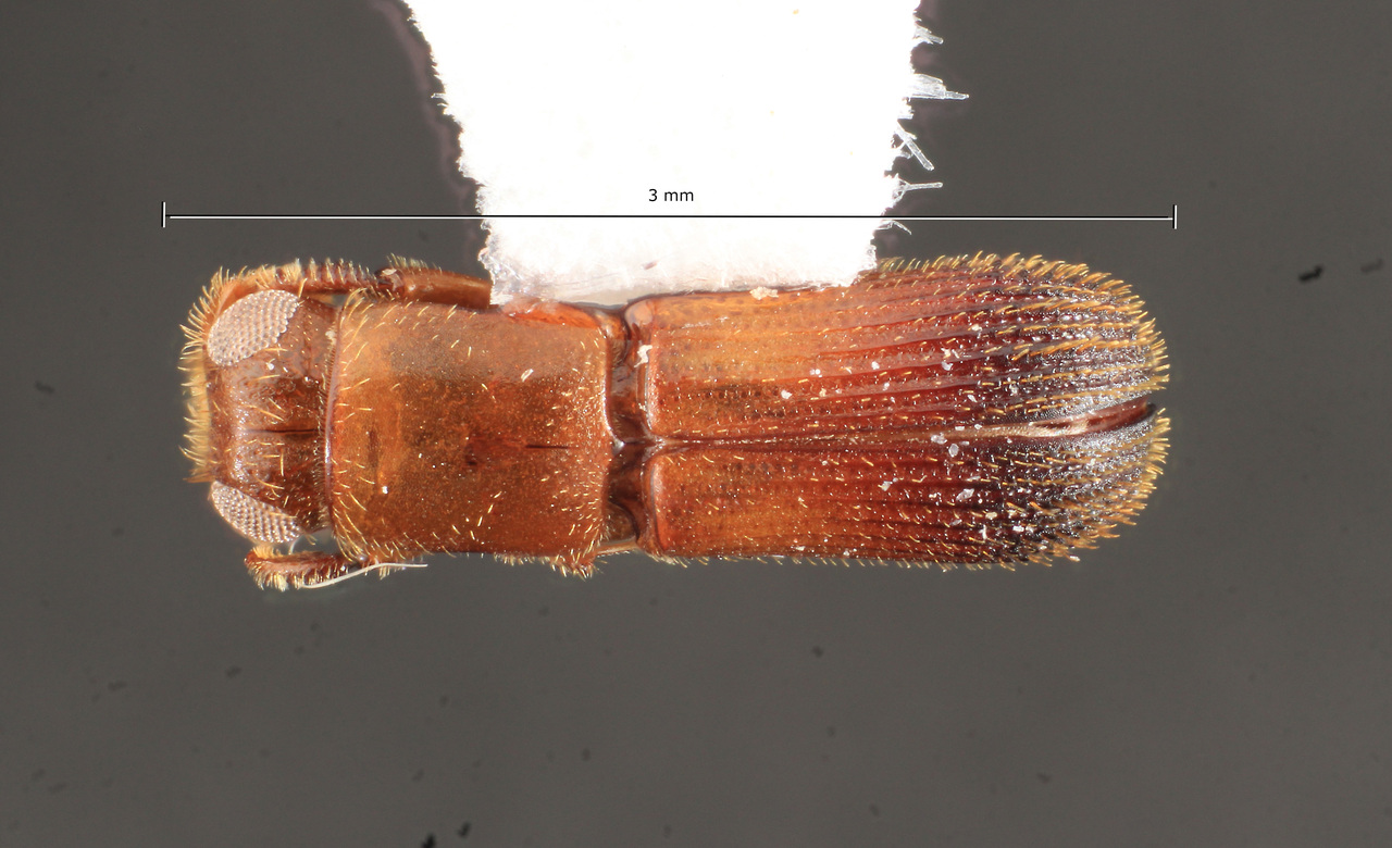 Genus / Species: Costaroplatus vonfaberi | Image Author: TH Atkinson | Location: Brazil, Para, Belterra | Collection: Faculdade de Engenharia