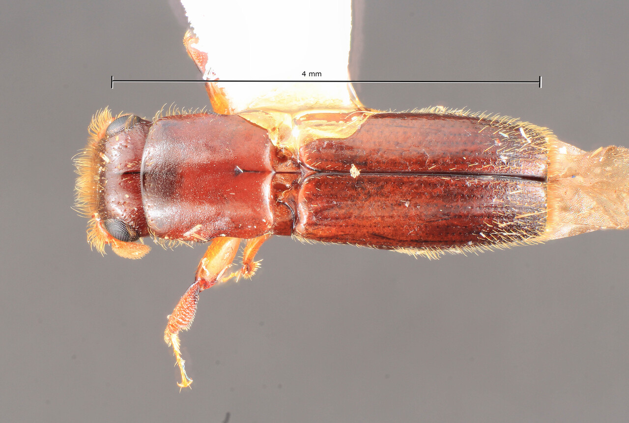 Genus / Species: Crossotarsus externedentatus | Image Author: TH Atkinson | Location: United States, Hawaii, Puu Ualakea State Park | Collection: University of Texas Insect Collection