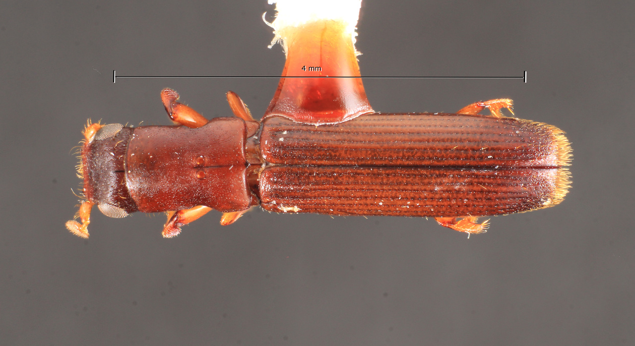 Genus / Species: Epiplatypus eugestus | Image Author: TH Atkinson | Location: Panamá, Chiriquí, Volcan de Chiriqui (Varú) | Collection: Texas A&M University Insect Collection