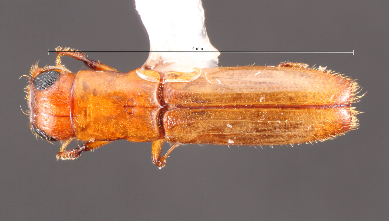 Genus / Species: Euplatypus hians | Image Author: TH Atkinson | Location: México, Chiapas, Metzabok | Collection: University of Texas Insect Collection