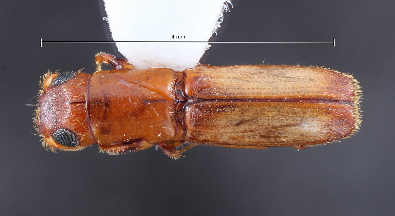Genus / Species: Euplatypus parallelus | Image Author: TH Atkinson | Location: Nicaragua, Rio San Juan, Refugio Bartolo | Collection: University of Texas Insect Collection