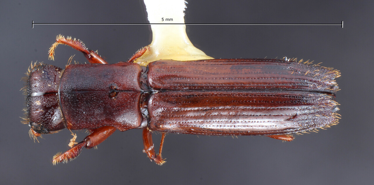 Genus / Species: Euplatypus pini | Image Author: TH Atkinson | Location: United States, Arizona, Sta. Catalina Mtns. | Collection: University of Texas Insect Collection