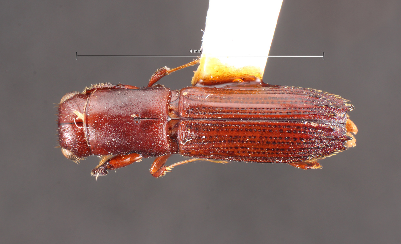 Genus / Species: Platypus trispinosus | Image Author: TH Atkinson | Location: Brazil, Santa Catarina, Nova Teutonia | Collection: Field Museum of Natural History