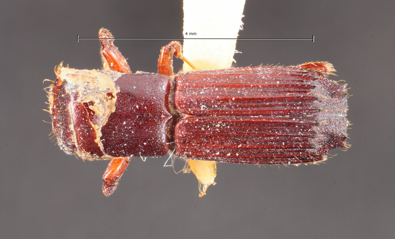 Genus / Species: Megaplatypus artecarinatus | Image Author: TH Atkinson | Location: Costa Rica, Limón, Río Reventazon, Hamburgfarm | Image Type: holotype | Collection: Naturhistorisches Museum Wien