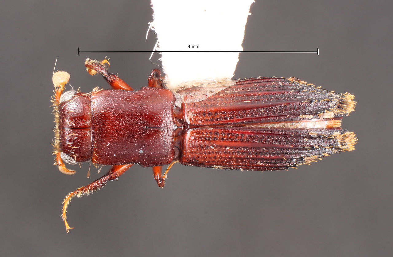Genus / Species: Megaplatypus brevicaudatus | Image Author: TH Atkinson | Location: Ecuador, Napo, Atahualpa, 24 km E | Collection: Texas A&M University Insect Collection