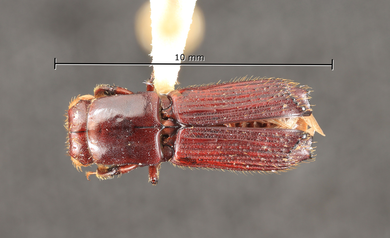 Genus / Species: Megaplatypus dentatus | Image Author: TH Atkinson | Location: Panamá, Panamá, Ft. Clayton, Albrook Forest | Collection: T.H. Atkinson, synoptic collection