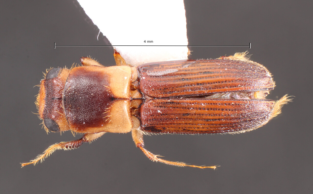 Genus / Species: Megaplatypus discicollis | Image Author: TH Atkinson | Location: México, Oaxaca, Rancho Dioon, above Sta. Ma. Xadani | Collection: University of Texas Insect Collection