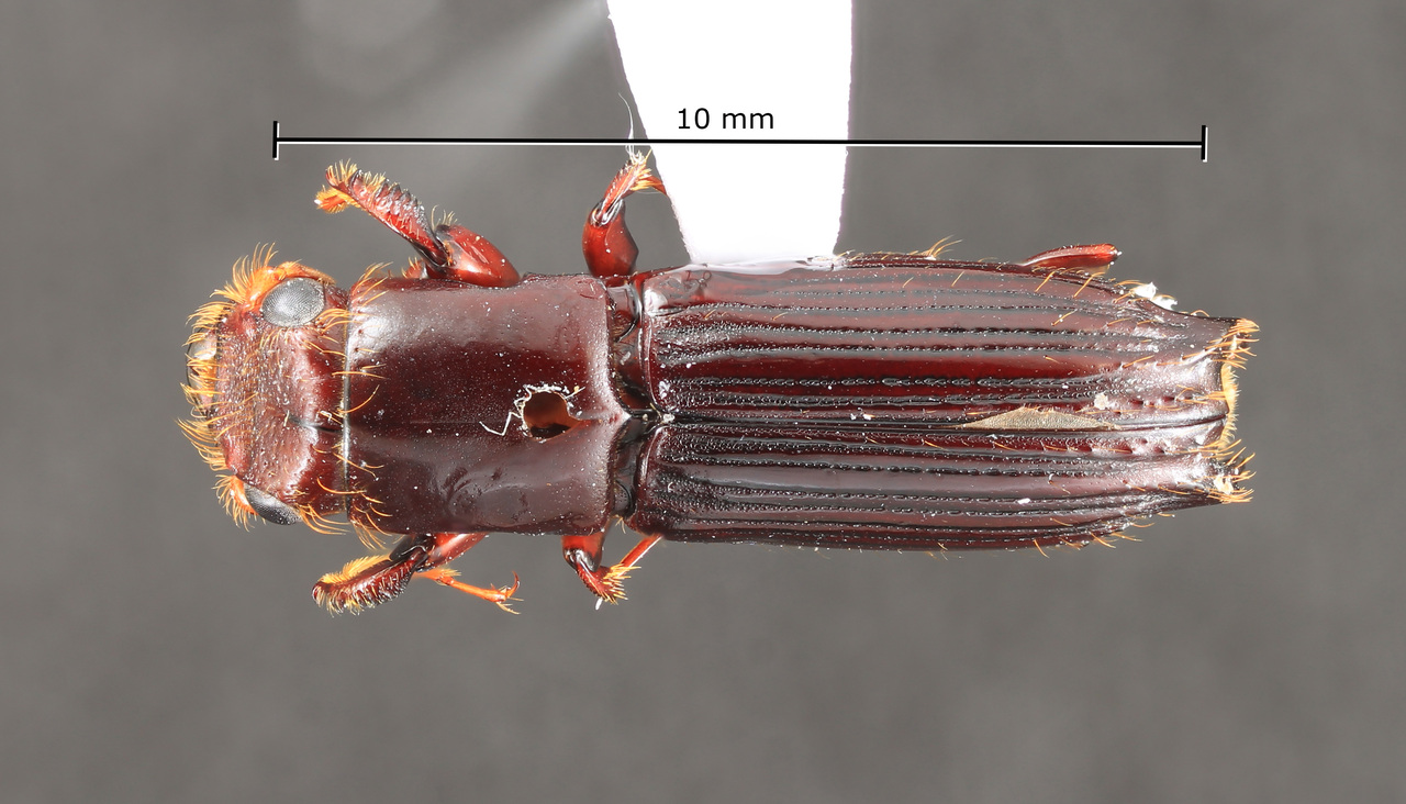 Genus / Species: Megaplatypus dolabratus | Image Author: TH Atkinson | Location: Panamá, Chiriquí, Santa Clara | Collection: Arthropod research Collection