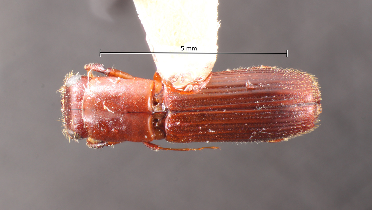 Genus / Species: Megaplatypus exaratus | Image Author: TH Atkinson | Location: México, Veracruz, Xalapa | Collection: Texas A&M University Insect Collection