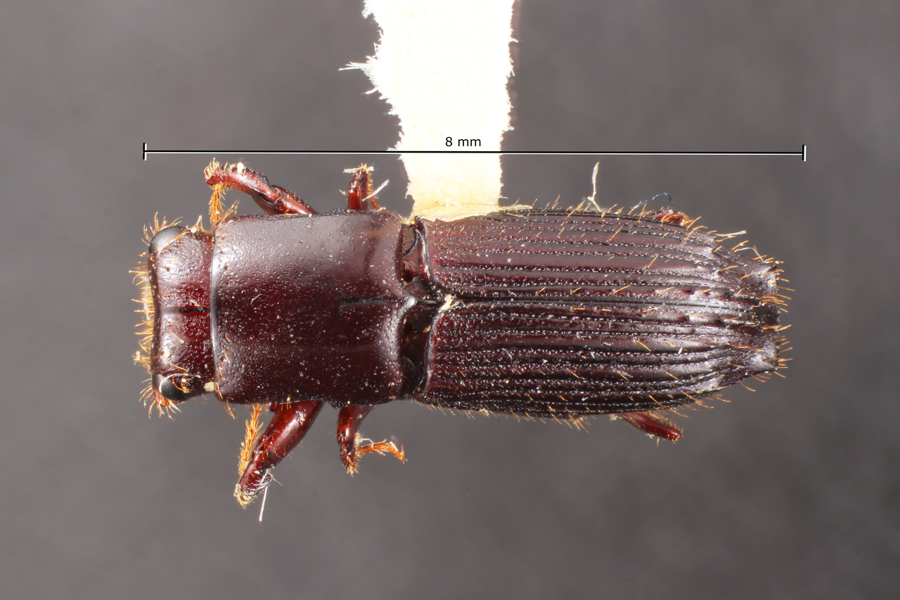 Genus / Species: Megaplatypus latreillei | Image Author: TH Atkinson | Location: México, Veracruz, Uxpanapa | Collection: Texas A&M University Insect Collection
