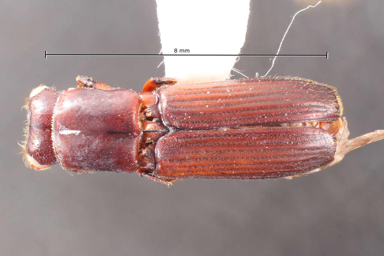 Genus / Species: Megaplatypus mutatus | Image Author: TH Atkinson | Location: Argentina, Tucumán, Sauce Huacho | Collection: University of Texas Insect Collection