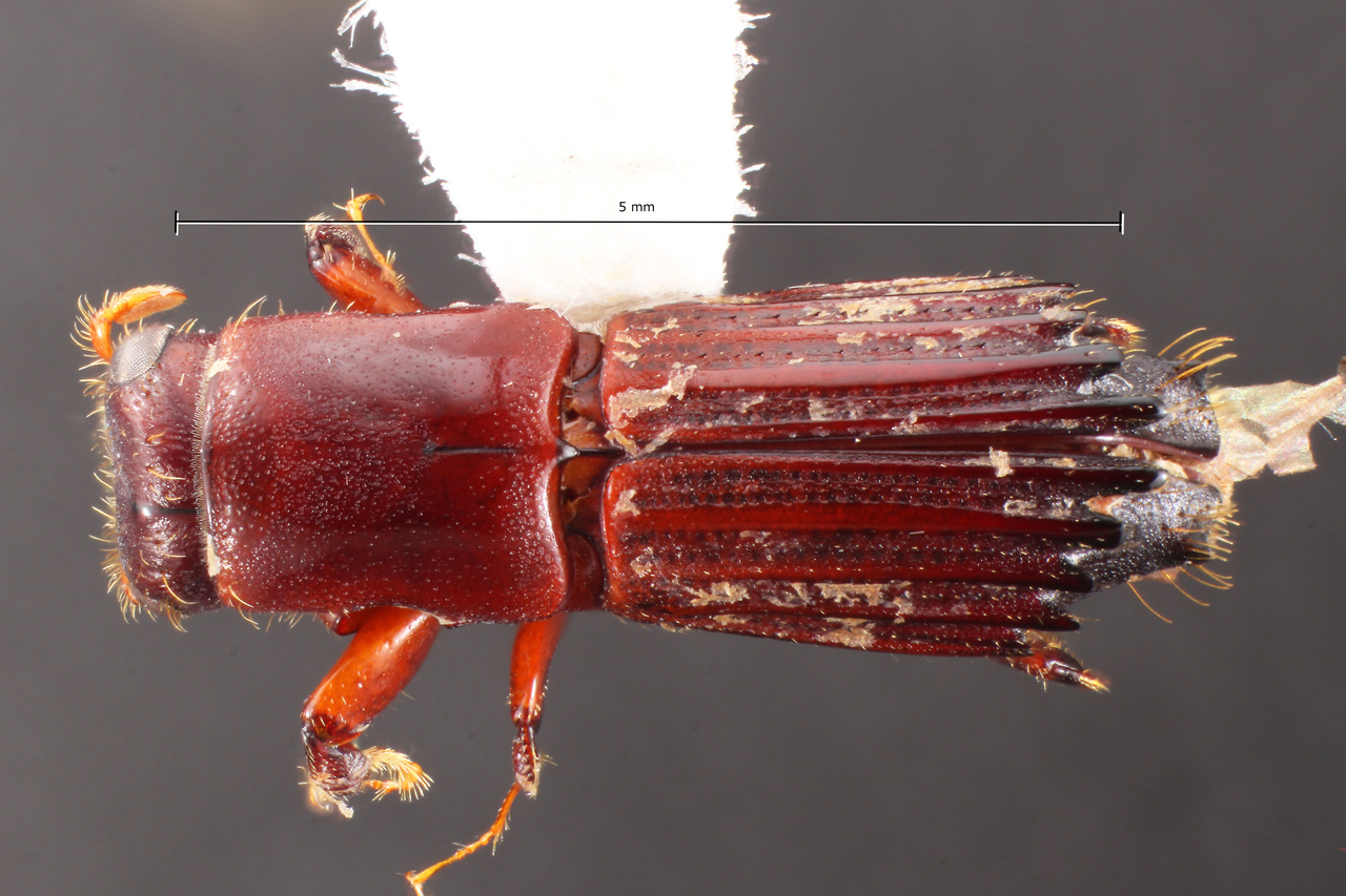 Genus / Species: Megaplatypus raucus | Image Author: TH Atkinson | Location: Ecuador, Napo, Atahualpa, 24 km E | Collection: Texas A&M University Insect Collection
