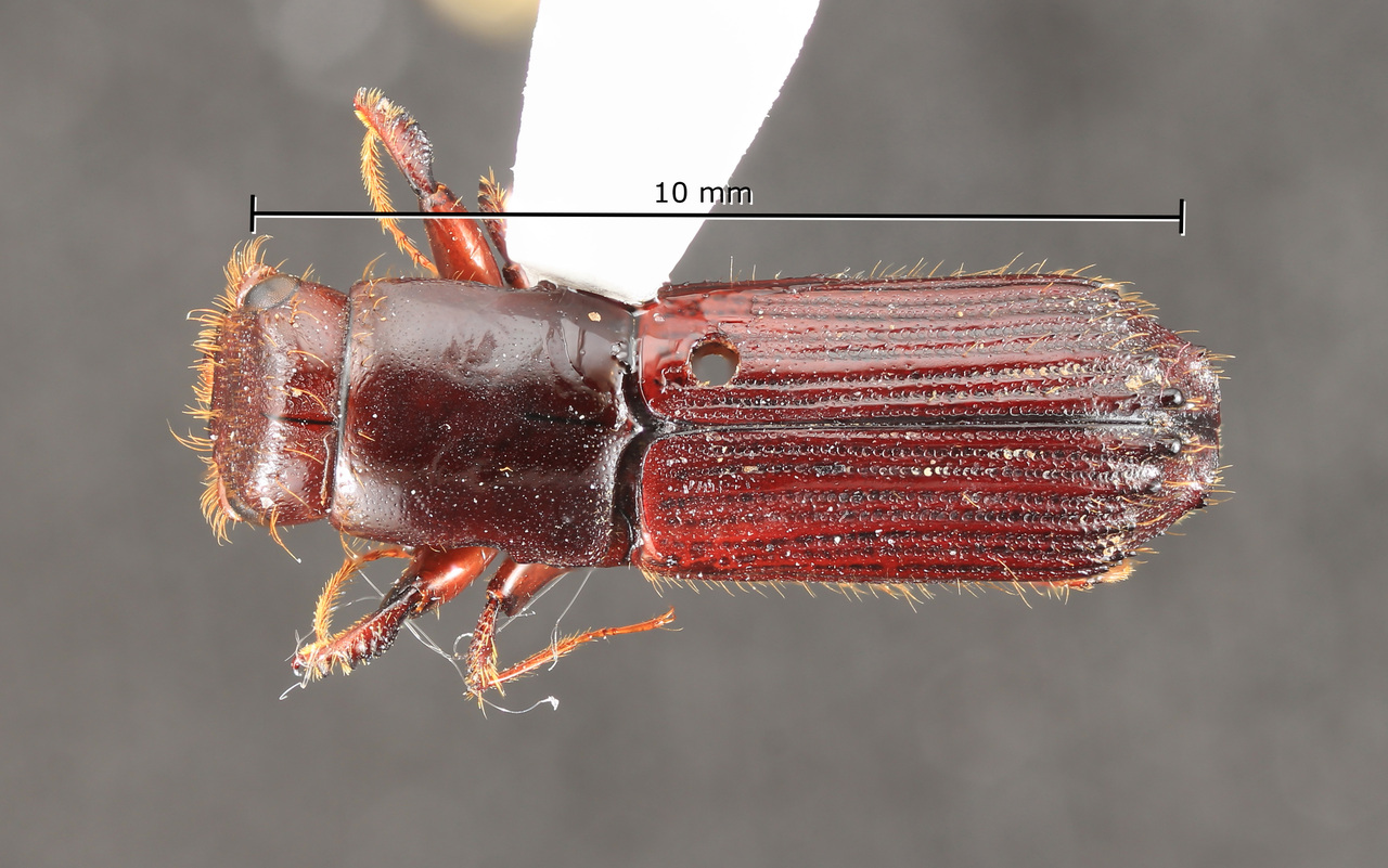 Genus / Species: Megaplatypus reichei | Image Author: TH Atkinson | Location: Nicaragua, Matagalpa, Santa María Ostuma | Collection: Field Museum of Natural History